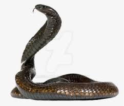 Illustration of a rattle snake viper serpent head facing side on isolated background set inside circle. Snake Png Clipart Cobra Snake Side View Transparent Png Kindpng