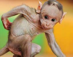 One Big Photo A Picture Is Worth A Thousand Words Submit Your Photo World S Best Photography Hairless Animals Baby Animals Animals