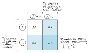 A punnett square is a chart that. Introduction To Heredity Review Article Khan Academy
