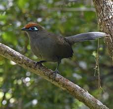 Black Bird With Orange Belly Michigan 