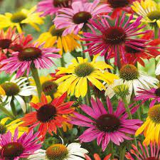 Pollinator Friendly Perennials Echinacea Coneflower Mixed Echinacea Flower Pots Fall Bulbs