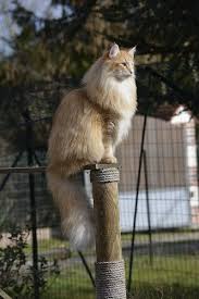 Black And White Ragdoll Cat Price Hokey Norwegian Forest Cat Forest Cat Beautiful Cats