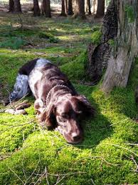 Image result for Malý münsterlandský ohař