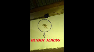 Tingkah Cicak Kawin Genjot Terusss Hajar Youtube