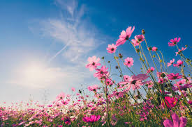 7.024.400+ Fotos, Bilder und lizenzfreie Bilder zu Sommer Blumen - iStock |  Sommer hintergrund, Sonnenblume, Frühling