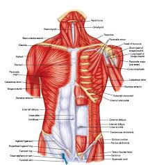 Most important muscles of the frontal torso. Superficial Muscles Posterior View Plate 28 Muscles Of The Trunk Anterior View Plate 29 Mu Human Anatomy And Physiology Anatomy And Physiology Muscle Anatomy