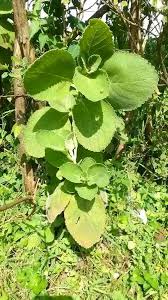 Image result for Massularia