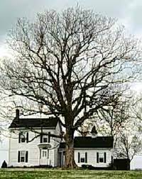 Another important consideration when choosing a location for a bur oak is that while the tree is tough, it does not tolerate salt spray well. Bur Oak Department Of Horticulture