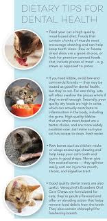 Cats should primarily eat cat food that is specifically made for feline health and digestive needs. The Best Dental Products For Cats Animal Wellness Magazine