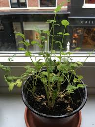 Growing Coriander In Pots The Fun And The Rewards Nightcactus