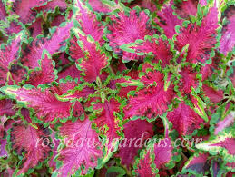 Image result for Coleus rhodesianum