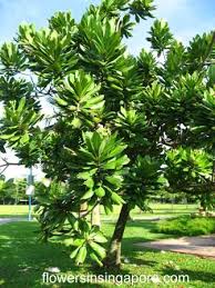 Image result for Barringtonia asiatica