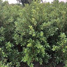 Image result for Fuirena microcarpa
