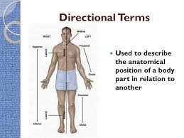 Anatomical position is the basic body position medical personnel refer to when referring to the body or areas of it. Intro To The Human Body Directional Terms Planes Quadrants And Regions Hst I Ppt Video Online Download