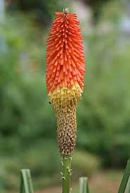 Image result for Kniphofia grantii