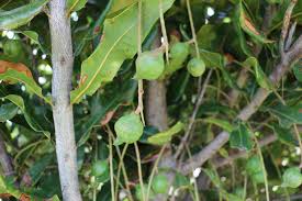 Image result for Macadamia tetraphylla