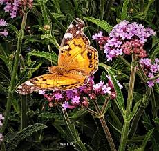 A feast for diverse pollinators, including migrating monarchs. Tall Verbena Verbena Bonariensis Lollipop Garden Org