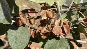 Image result for Combretum collinum