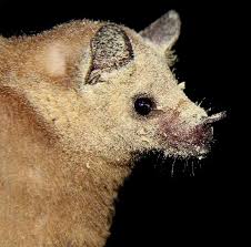 Image result for Leptoderris nobilis