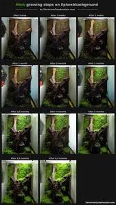Terrarium Moss Growing Steps In Epiweb Terrarium Background Reptile Terrarium Gecko Terrarium Snake Terrarium