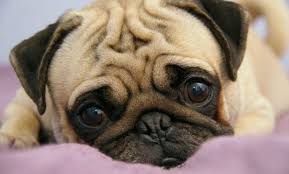 Pug Nasil Bir Kopektir Evde Beslenir Mi Pug Yavrulari