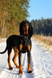 Black And Tan Coonhound Puppies For Sale In Virginia Pin On Detective Bloodhounds