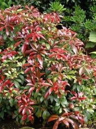 Red Tip Photinia Plants Garden Shrubs Container Gardening