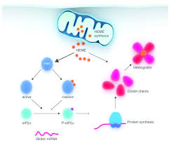 Image result for Heme