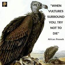 As You May Know The Vulture Is A Bird That Feeds On Carcass And Preys On Wounded And Sick Animals Interesting As African Proverb Weakness Quotes Wise Men Say