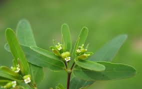 Image result for Euphorbia hyssopifolia