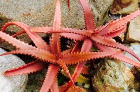 Image result for Aloe cameronii × greatheadii