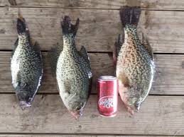 Table Rock Lake Crappie By Randy Fender Crappie Crappie Fishing Fish