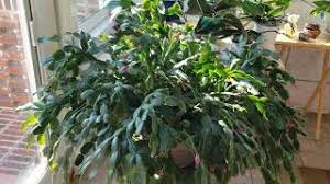 9how do i get my christmas cactus to bloom again? Bud Drop In Your Thanksgiving Cactus Why It Happens How To Avoid It Watering Tips For Winter Youtube