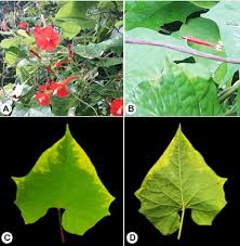 Image result for Ipomoea hederifolia