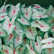 Caladium Fancy Leaf White Queen Lot Of 10 Bulbs White Red Green Leaves Bonsai Flower Planting Flowers Foliage Plants