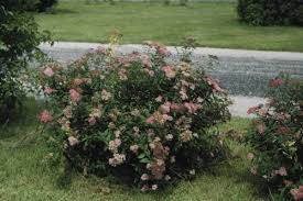 Image result for Spiraea x bumalda ´Crispa