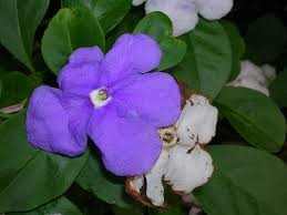 Image result for Brunfelsia australis
