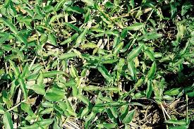 Image result for Commelina diffusa