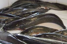 Selepas di grade ikan akan dikumpulkan di pusat pengumpulan untuk dipasarkan. Hati Hati Beli Ikan Keli Di Pasaran Elak Sumber Diragui Semasa Mstar