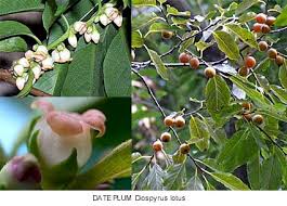 The lotus tree is a plant that is referred to in stories from greek and roman mythology. Plants Flowers Of Greek Myth 2