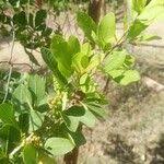 Image result for Searsia natalensis