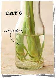How To Grow Lemongrass Spice In A Glass Jar With Water 1st I Didn T Know People Cooked With Lemongrass And Then 2nd Grow Lemongrass Lemon Grass Planting Herbs