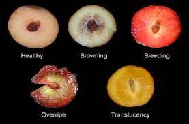 Check spelling or type a new query. Stone Fruits Peaches Nectarines Plums Apricots Sciencedirect