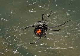 Learn about black widows, where they are found, what they eat, and how to prevent them from living in your home. Black Widow Spider Facts Control How To Get Rid Of Black Widows