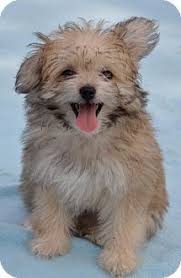 The undercoat is thick fur for insulation while the topcoat features long hairs. 11 Pomeranian Shih Tzu Ideas Shih Tzu Pomeranian Puppies