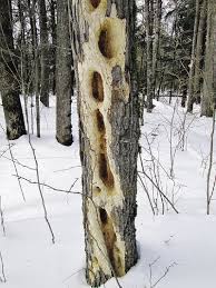 Check spelling or type a new query. The Pileated Woodpecker Northwood Homebuilders Northern Wilds Magazine