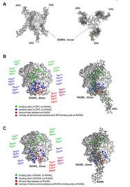 Image result for Denosumab