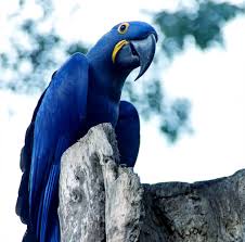 Blue Bird With Spiky Hair Spix S Macaw Parrot Of Rio Movie Now Extinct In The Wild In 2020 Macaw Bird Species Rio Movie