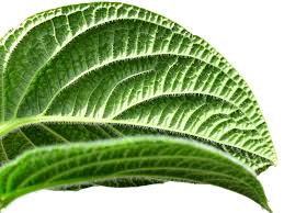 Image result for Peponium sp. A