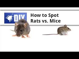 Rat Vs Mouse Learn The Difference Between Rats And Mice Cute Rats Pest Control Rat Infestation